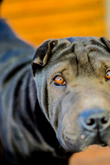 Perro de raza shar pei