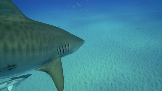 Tiger shark swimming in the Bahamas