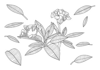 Line frangipani flowers close up beautiful plumeria on white background illustration vector