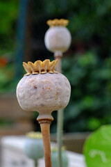 Trockene Fruchtkapseln des Schlafmohns