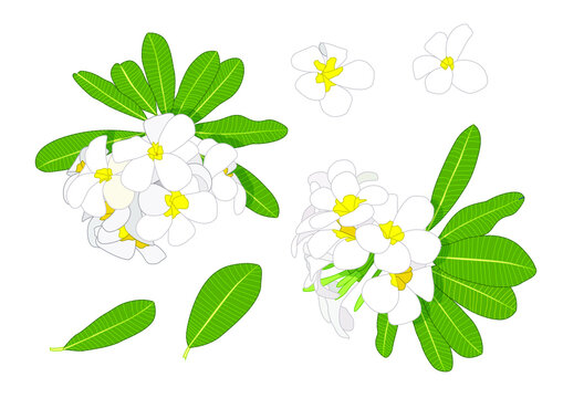 frangipani flowers close up beautiful plumeria on white background illustration vector