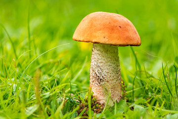 Close-up of fresh boletus mushroom on the foreground. 