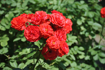 blooming red roses close-up on a green background