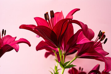 architecture, ardenne, ardennes, attraction, beautiful, belgian, belgium, benelux, castle, cathedral, church, citadel, city, cityscape, collegiate, colorful, culture, dinant, europe, famous, fortifica