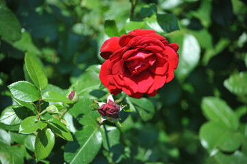 blooming red roses close-up on a green background