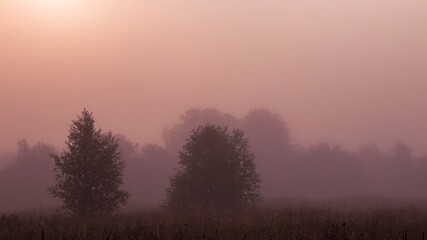 Silhouettes of trees in a dense cream-colored fog in the backlight of the sun. Calm morning landscape