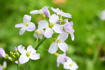 Essbare Wildkräuter - Wiesenschaumkraut