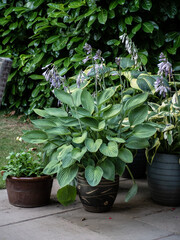 Hosta