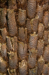 Closeup of the trunk of a  tree fern in a temperate rainforest in New Zealand
