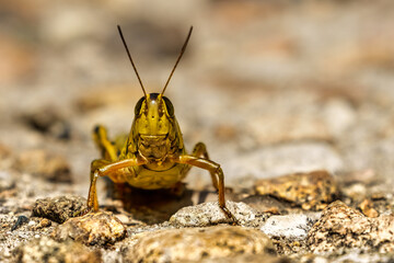 Smiling Cricket