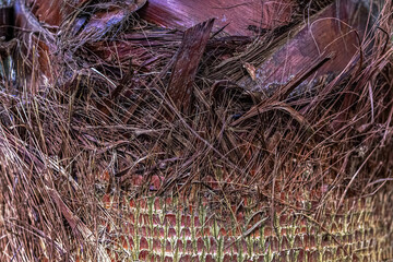 Texture of the bark of a palm tree close-up. Natural background