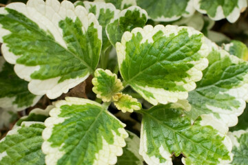 Weihrauch - Harfenstrauch (Plectranthus)