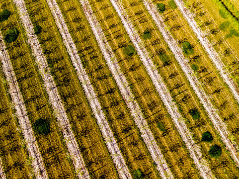 Photo a&eacute;rienne - Verger d'Arbres fruitiers