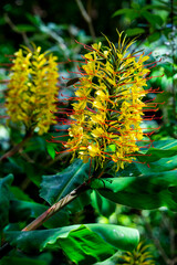 Island, conteira, Hedychium gardnerianum , Tropical Forest , Madeira Island