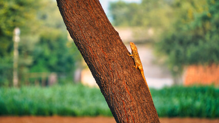 Indian Chameleon (Chamaeleo chamaeleon), relaxing along a Camelthorn branch tree..