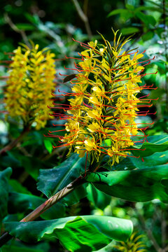 Island, conteira, Hedychium gardnerianum , Tropical Forest , Madeira Island