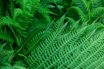 Fern leaves background. Close up of green fern leaves. Beautiful green background.
