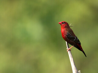 Birds, Nature, Colors, Munia, Red, Green, Yellow, Wildlife,