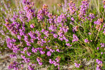 Close up of heather flowers in the sun