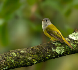 Birds, Nests, Flight, Fly, Nature, Colors, Yellow, Green, Red, Gold, Forests, 