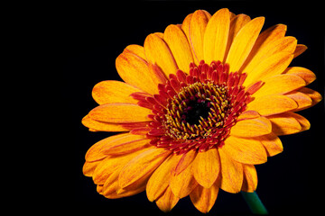 gerbera flower art macro picture