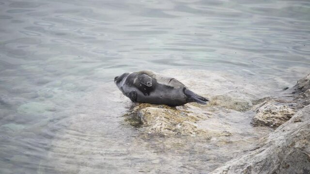 A small cute seal is basking on a stone near the water. Wildlife, rare animals. Protected lakes. 4K UHD