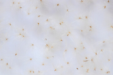 Abstract background of dandelion seeds in delicate shades.