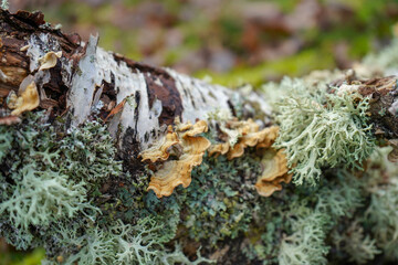 Close up of lichen and moss growing on a tree branch