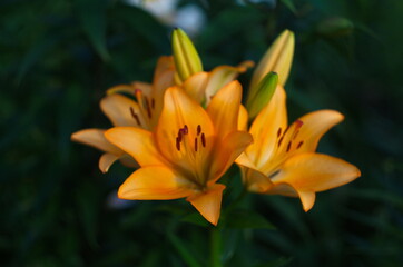 beautiful background of fresh orange blooming lilies with green leaves in the garden