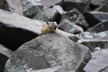 Shouting Pika in Wasatch National Forest