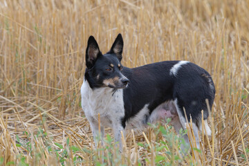 Beautiful young dog on a mown field.