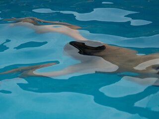 Boy in the swimming pool diving into the water diving