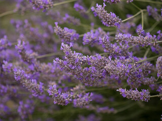 Lavender plant in flower