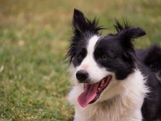 Black and white dog with its tongue out