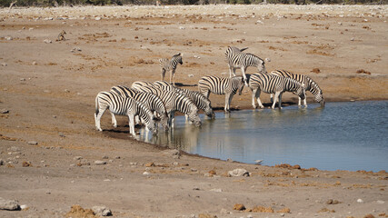 Naklejka na ściany i meble Wild Zebras at the Etosha National Park in Namibia.