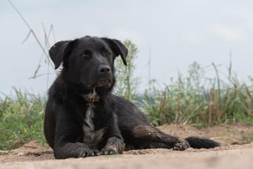 A large stray black dog on a field road.