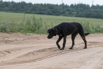 A large stray black dog on a field road.