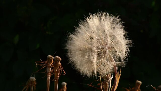 Tragopogon dubius globular head of seeds with downy tufts sways in wind on dark background. Autumn nature dried wildflower called salsify or goatsbeard. Dandelion like blowball shaking by wind