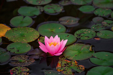 Eine rote Seerose mit wundersch&ouml;ner Bl&uuml;te in einem Teich