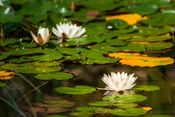Eine weiße Seerose mit wunderschöner Blüte in einem Teich