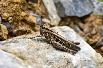 Duetting Grasshopper, bow-winged grasshopper // Nachtigall-Grashüpfer (Chorthippus biguttulus) 