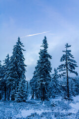 Forest landscape at night icy fir trees Brocken mountain Germany.
