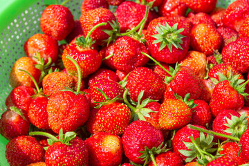 Seasonal organic strawberries grouped freshly harvested with green leaves and natural imperfections. Food background