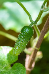 Fresh cucumber growing in an organic home garden
