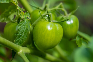 Fresh tomatoes growing in an organic home garden
