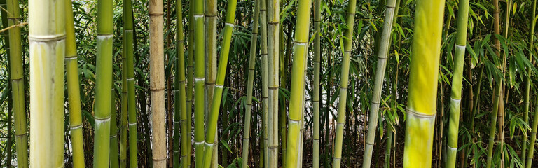 bamboo forest background - obrazy, fototapety, plakaty