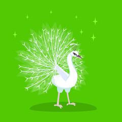 White peacock with a straightened tail. Peacock with feathers fanning out.