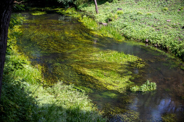 Photo underwater plants in the river