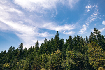 Trees in the sky