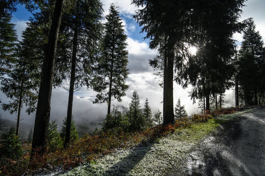 Forest track towards Mount Ubieta in the backlit fog